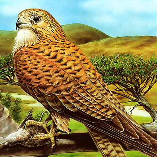 Image Birds of Prey Puzzle