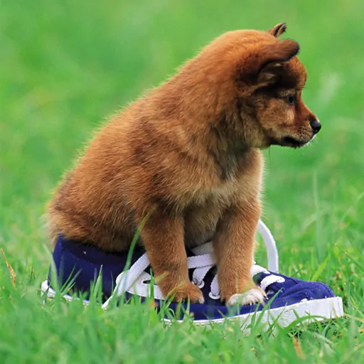Image Playful Puppy Outdoor Puzzle